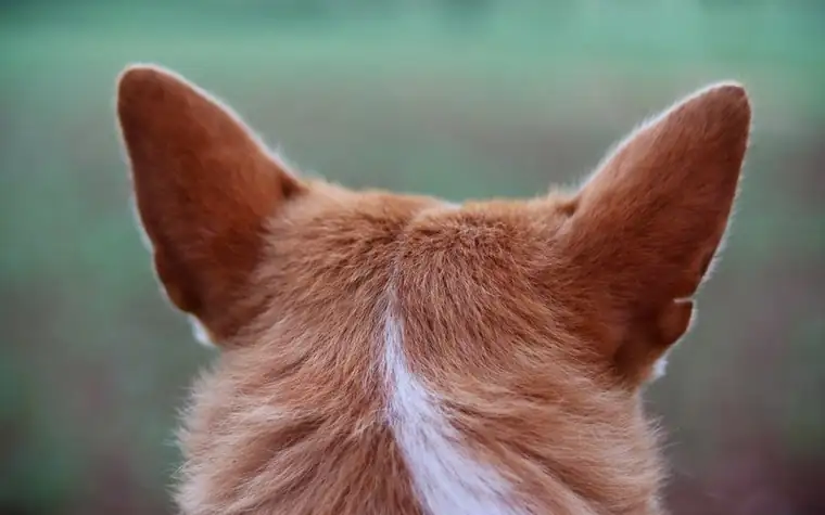 Close-up of a floppy dog ear from behind, showing fur texture