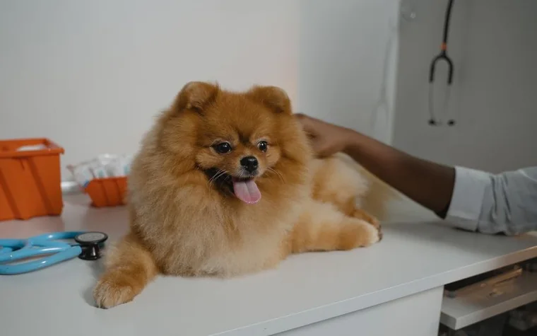 A fluffy Pomeranian dog getting a checkup on a vet exam table