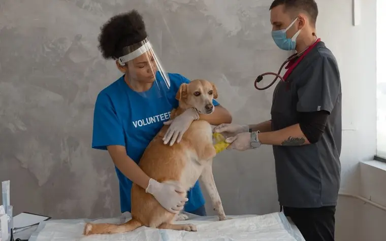 A volunteer helping a veterinarian examine and bandage a dog