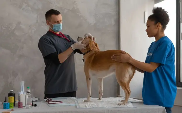 A veterinarian and an assistant examining a dog together in a clinic