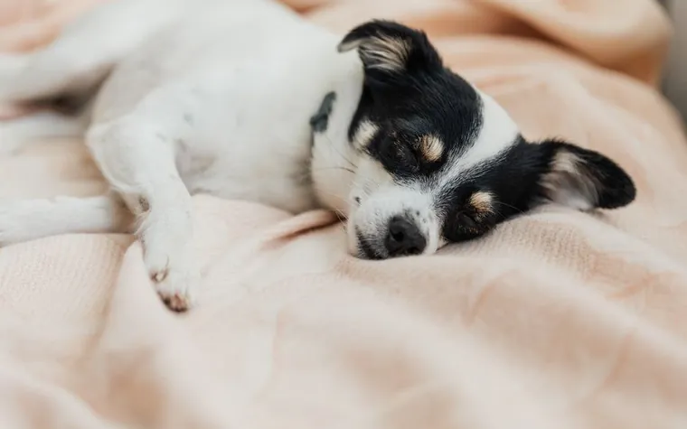 A dog resting comfortably on a blanket indoors