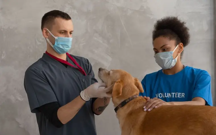 A veterinarian and a volunteer attending to a dog during a checkup