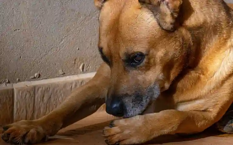 A dog licking a person's hand outdoors
