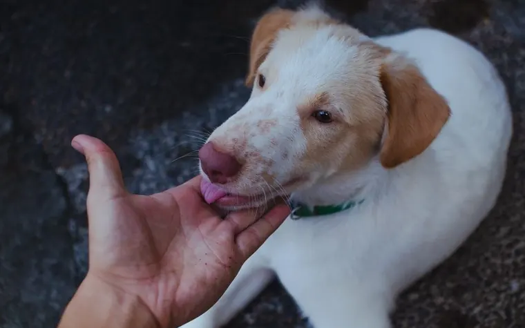 A veterinarian listening to a dog's heartbeat with a stethoscope
