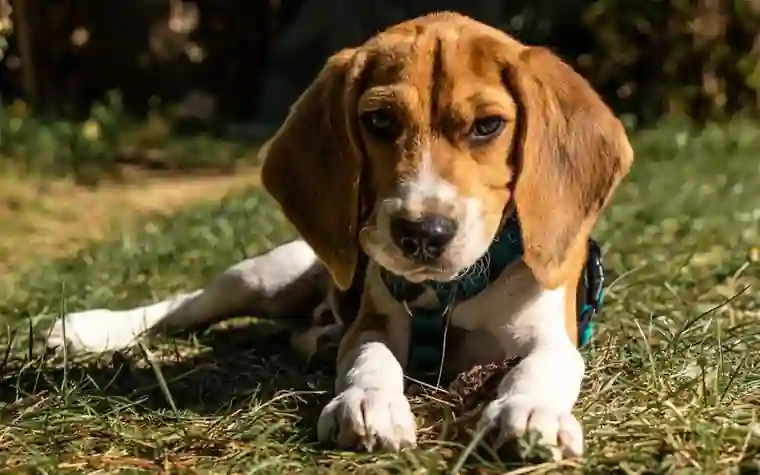 A beagle puppy resting on grass in a sunlit park