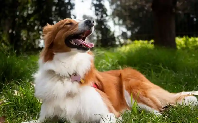 A dog panting happily outdoors in a grassy park