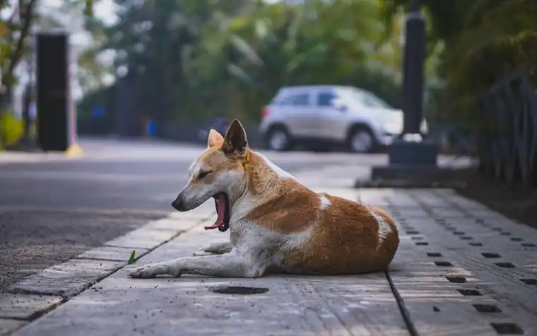 A dog resting on a sidewalk with its mouth open