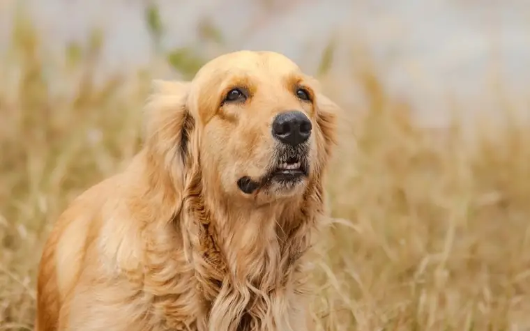 Close-up of a golden retriever's face outdoors