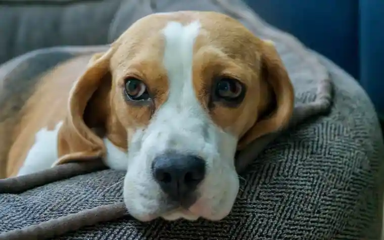 Beagle resting on a couch indoors, looking toward the camera