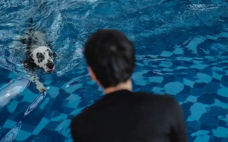 Dalmatian dog swimming in a pool while its owner watches from the edge
