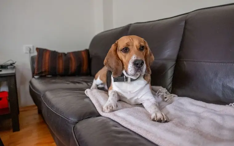 Beagle dog sitting up on a leather couch with a cushion and blanket