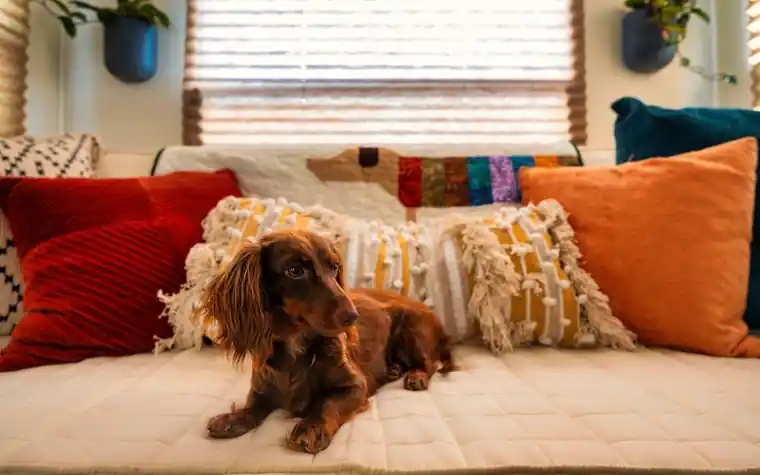 Dachshund lying on a cozy sofa with pillows