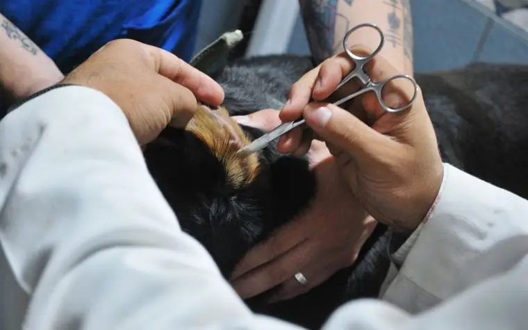 Veterinarian carefully examining a dog's ear during a checkup