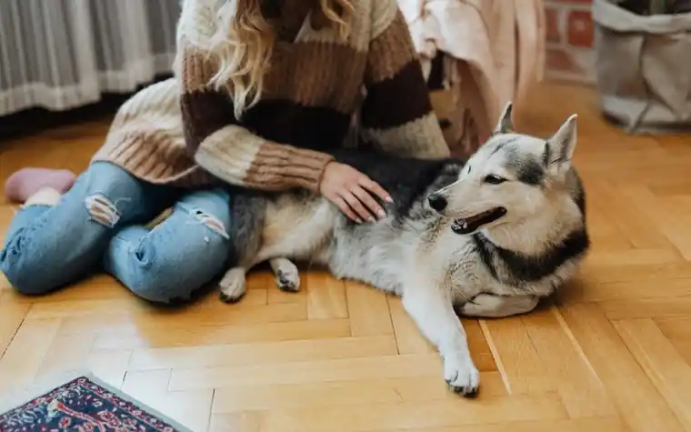 Woman petting a relaxed husky dog lying on a wooden floor at home