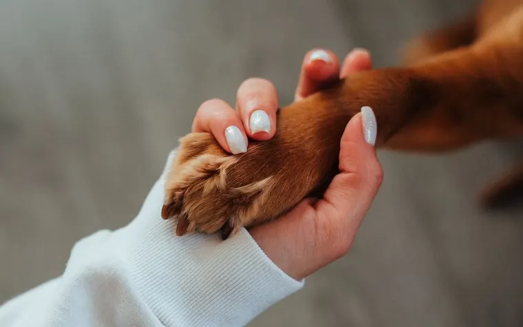 Close-up of a person's hand holding a dog's paw, a gesture of trust