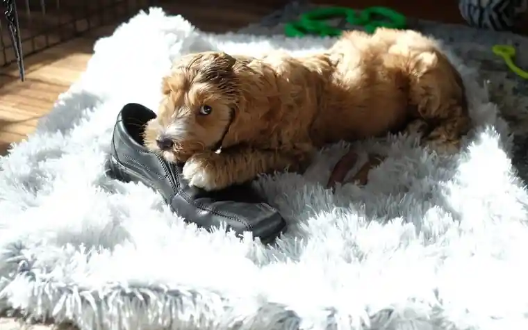 Puppy lying on a blanket chewing on a shoe
