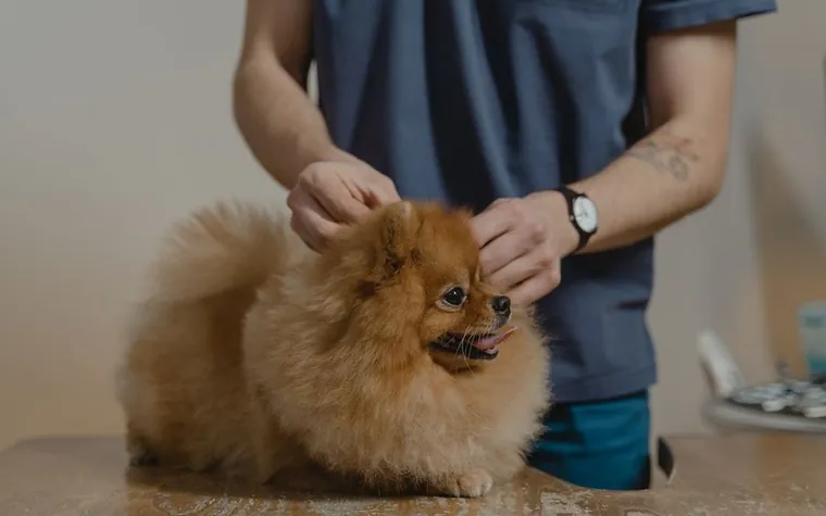 Veterinarian's hands examining a small dog on an exam table