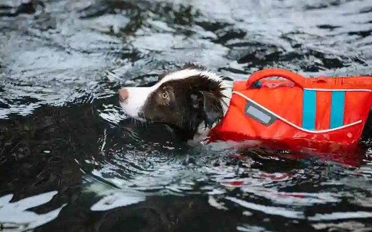 Dog swimming through water, side view