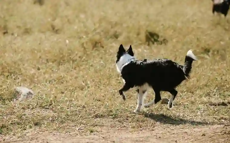 Border Collie running across a grassy field