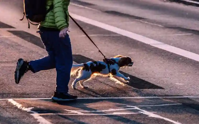 Man jogging outdoors with his Cavalier King Charles Spaniel