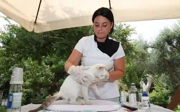 Veterinarian performing a health check on a cat outdoors