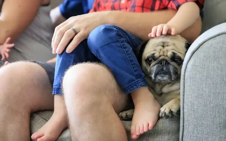 Man holding a pug on a couch at home