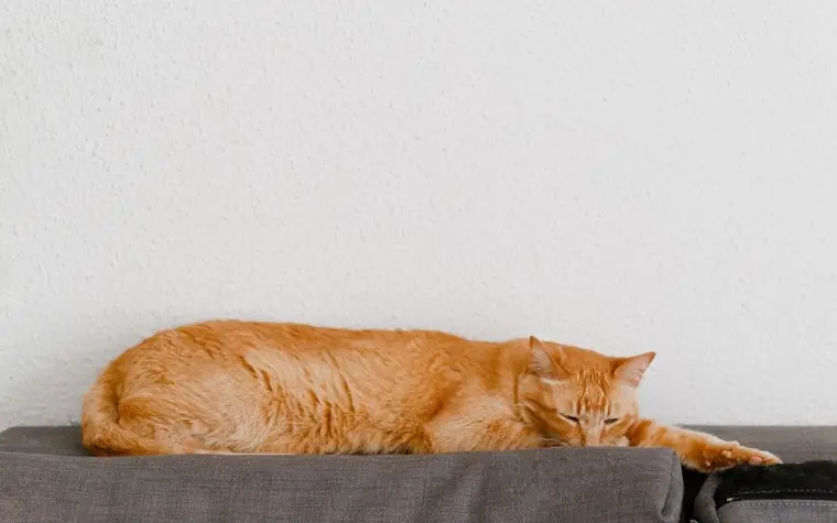 Orange tabby cat relaxing on a couch