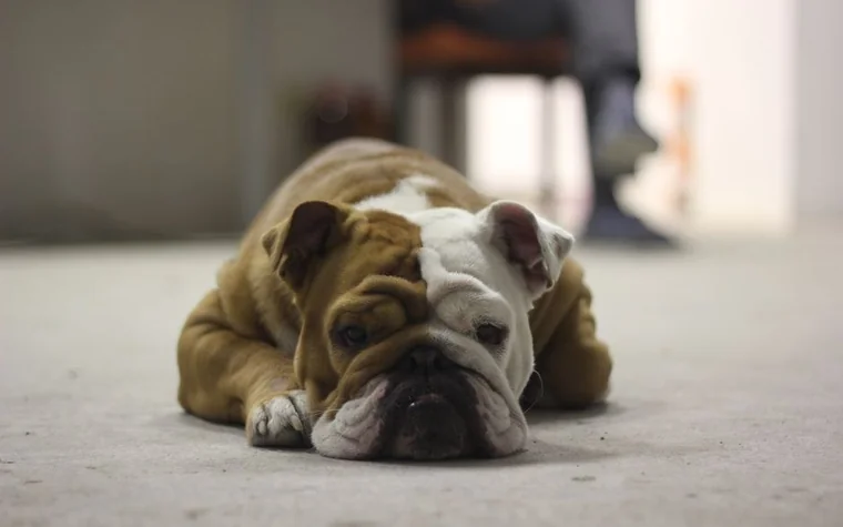 Bulldog resting on the floor indoors