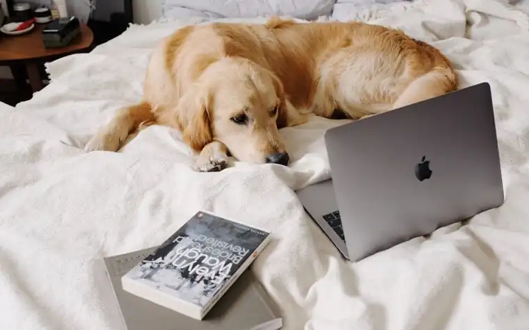 Golden retriever resting on a bed next to a laptop and books