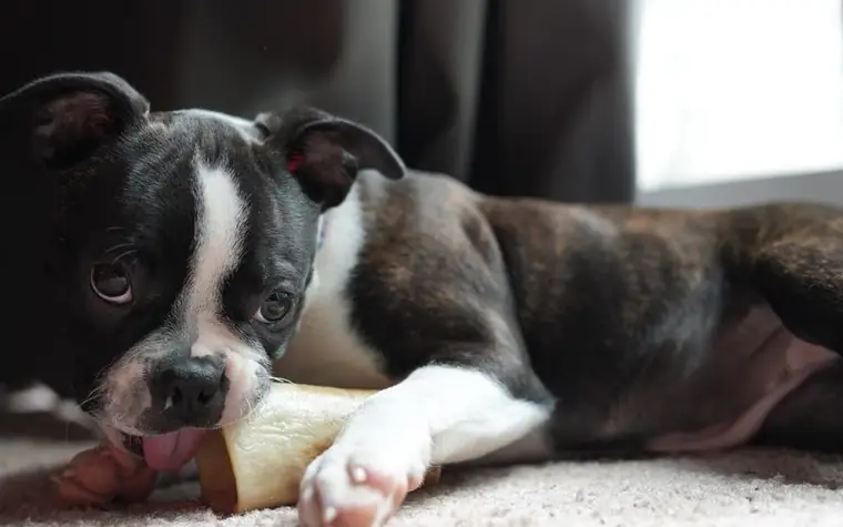 Boston Terrier puppy chewing on a bone on a carpeted floor
