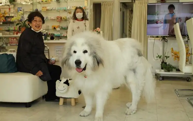 Woman and a large white dog in a veterinary clinic lobby with shelves of supplies behind them