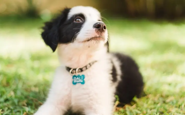 Black and white puppy wearing a collar with a blue bone-shaped tag, lying on grass