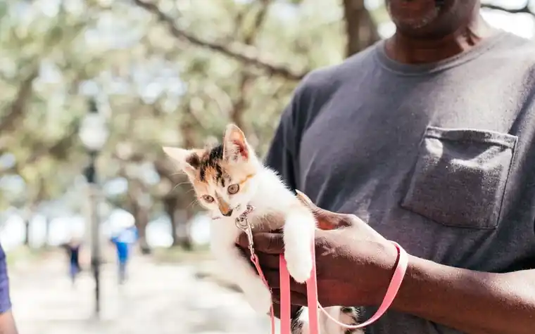 Person holding a calico kitten wearing a pink harness and leash outdoors on a tree-lined path