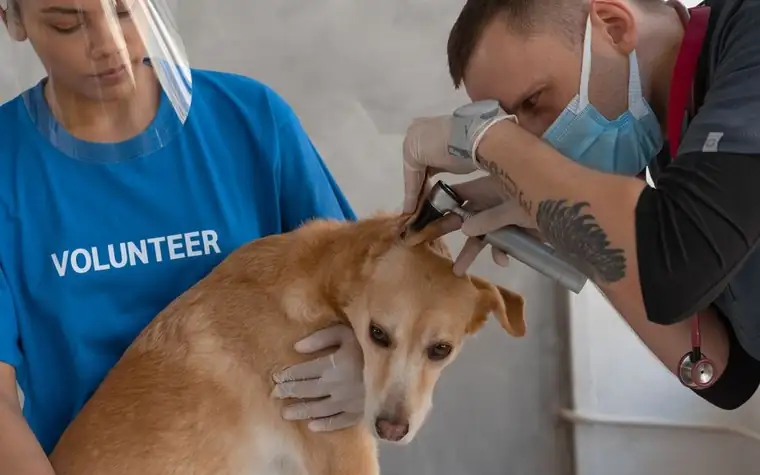 Veterinarian and a volunteer holding a golden dog during a clinic checkup
