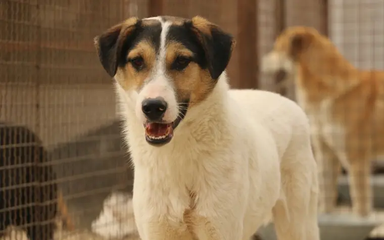 Tricolor mixed breed dog standing inside an animal shelter enclosure