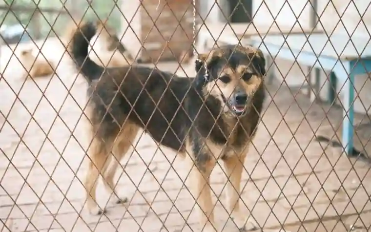 Dark mixed breed dog looking out from behind a wire fence at an animal shelter