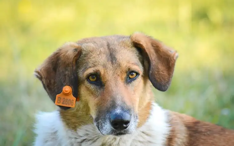 Brown and white dog with an orange ear tag outdoors in a grassy field