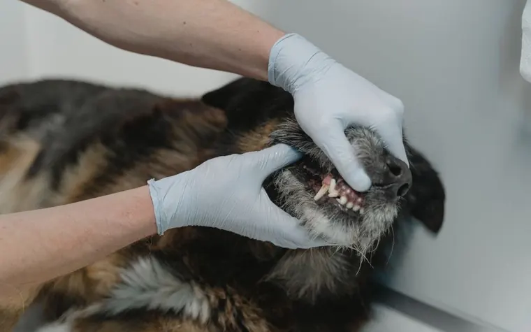 A veterinarian in gloves lifting a dog's lip to examine its teeth