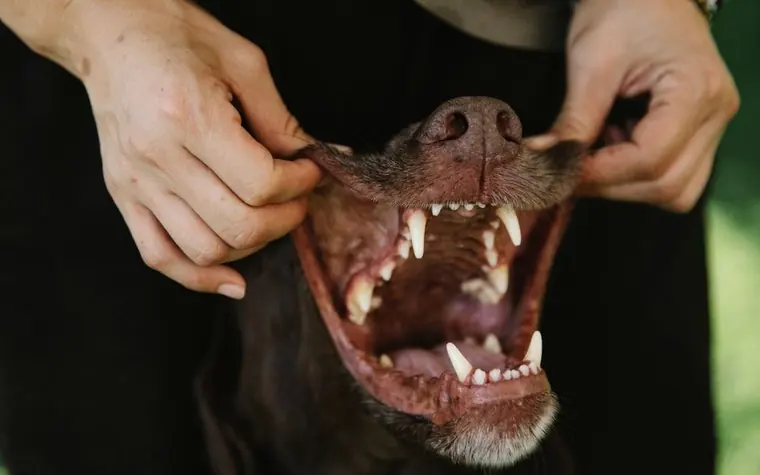 Close-up of a dog's mouth held open showing the teeth and gums