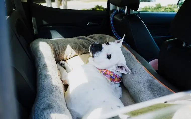 White dog resting in a padded bed on the back seat of a car