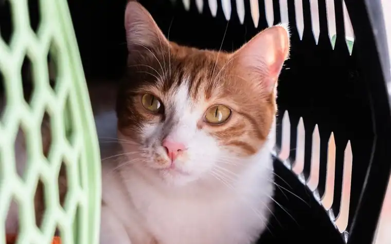 Orange and white cat looking out from a plastic pet carrier