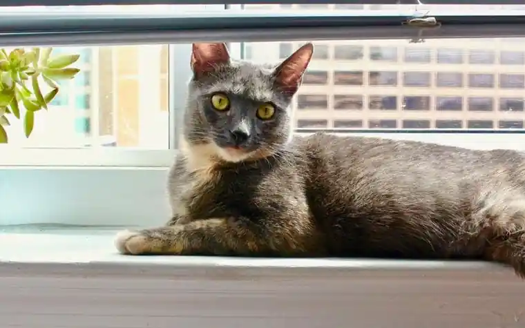 A gray cat lying on a sunny windowsill