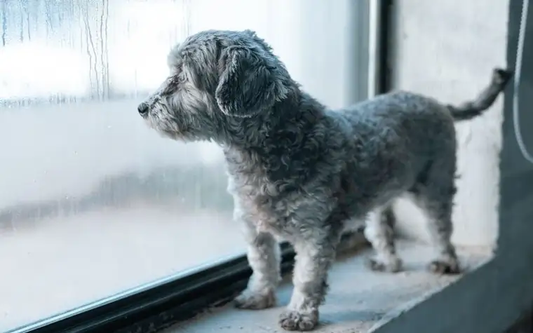 A small gray dog standing on a window ledge looking out through rain-streaked glass