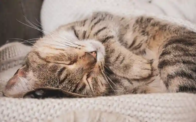 A tabby cat sleeping on a soft knitted blanket