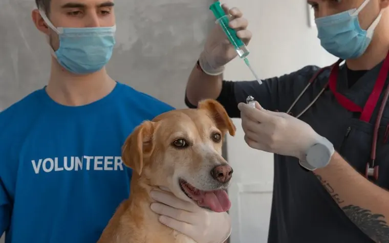 A volunteer holding a golden dog while a veterinarian in a mask prepares a syringe