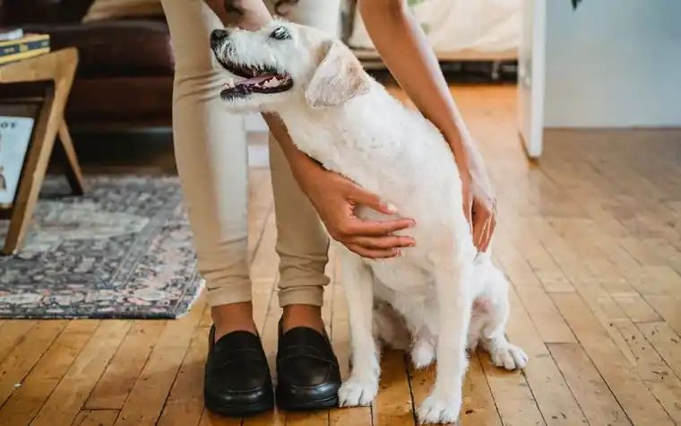 A person in loafers gently petting a white dog sitting on a wood floor