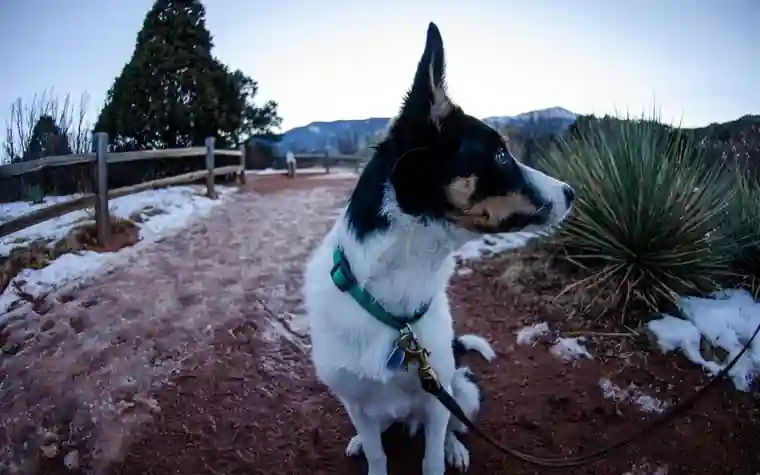 A black and white dog on a leash sitting on a snowy trail