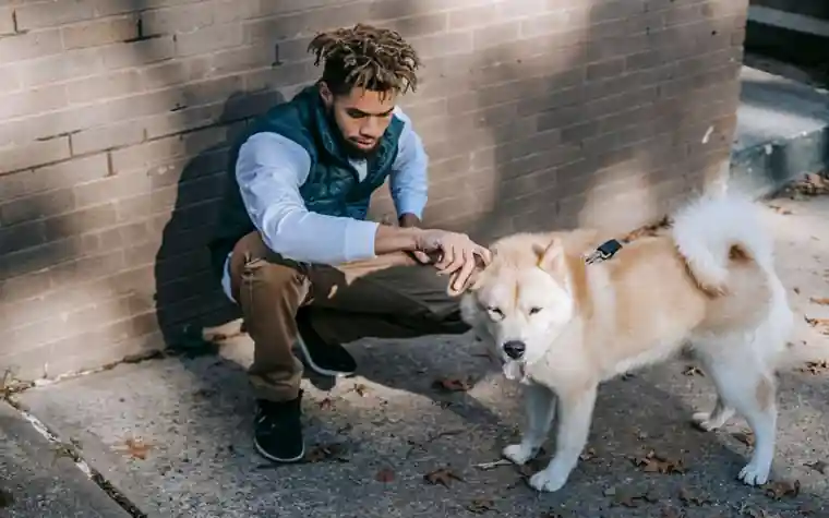 A man crouching on a sidewalk to pet a cream-colored Akita