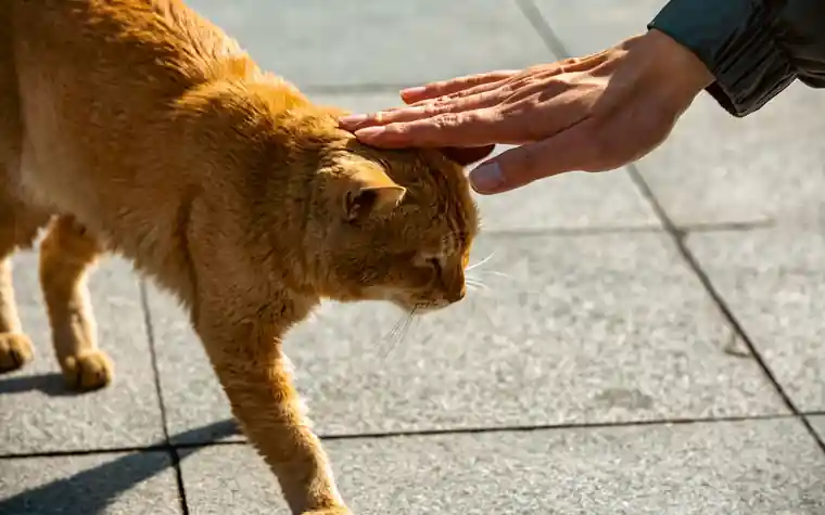 A ginger cat being patted on the head by a person's hand outdoors