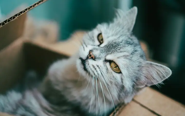 A gray cat with yellow eyes looking up from a cardboard box